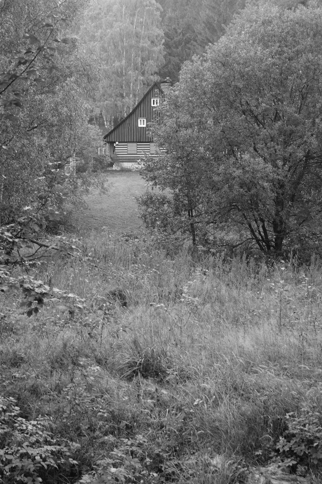 wooden house between trees