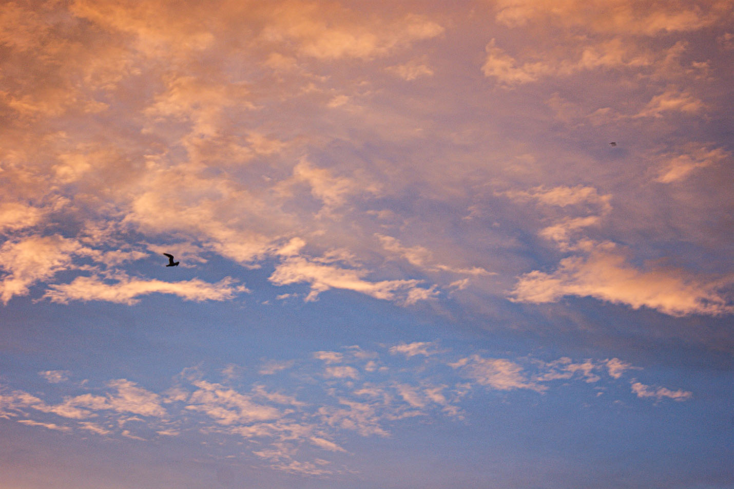 blue sky with pink clouds and bird