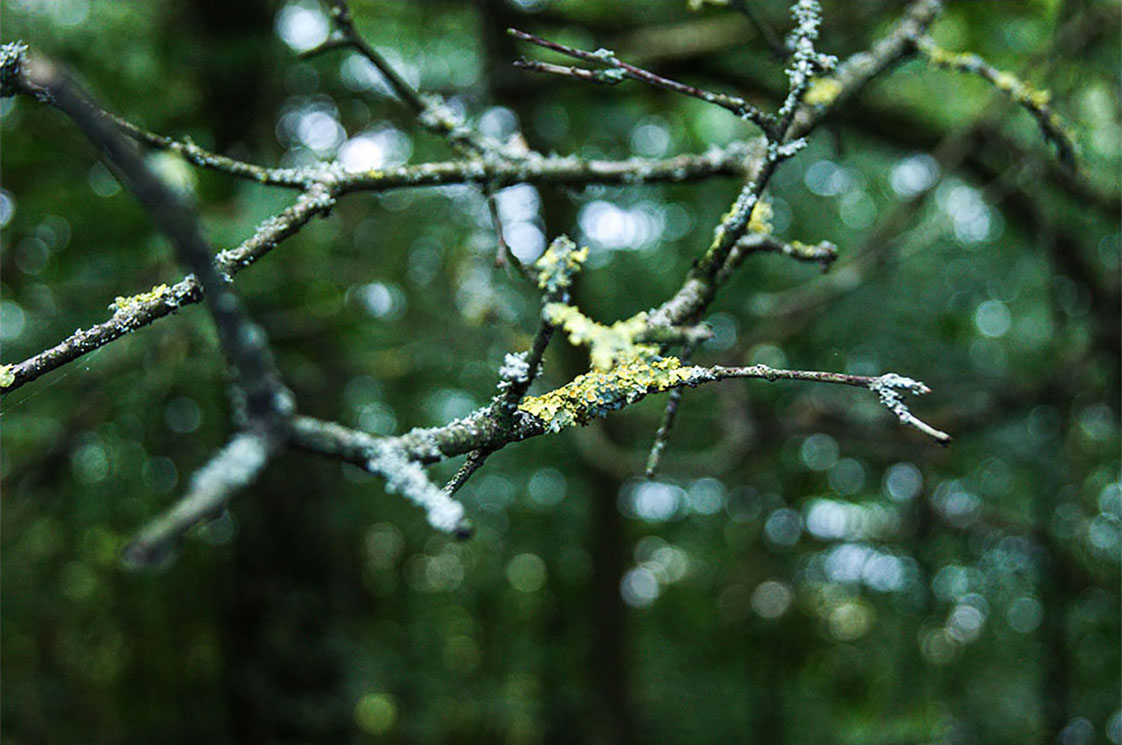 tree branch in blow up