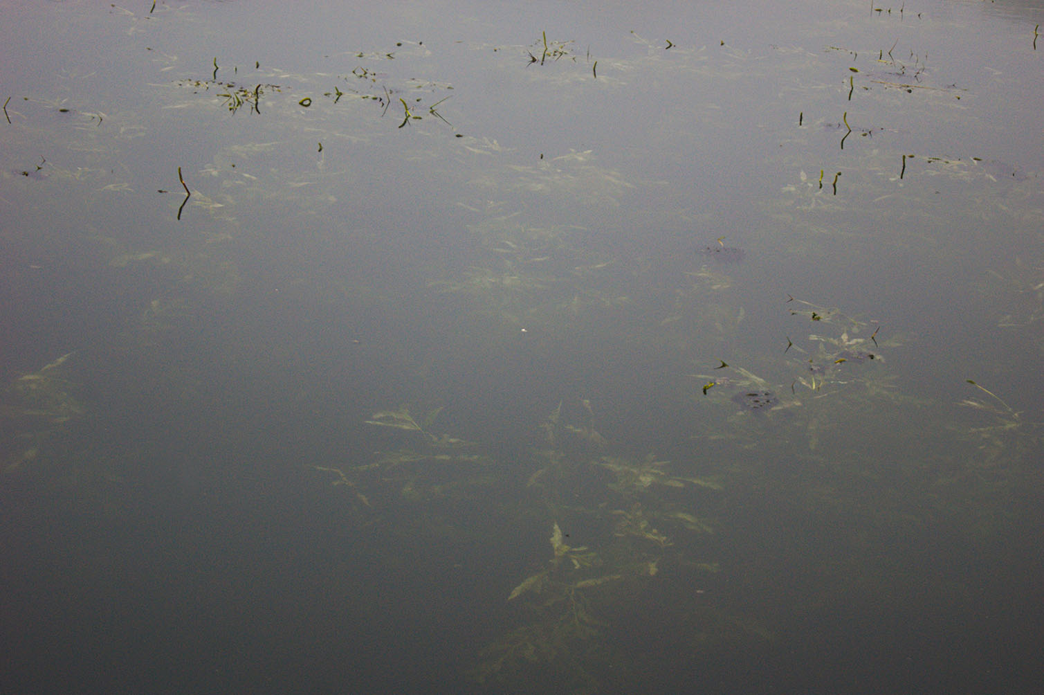 water plants in the lake