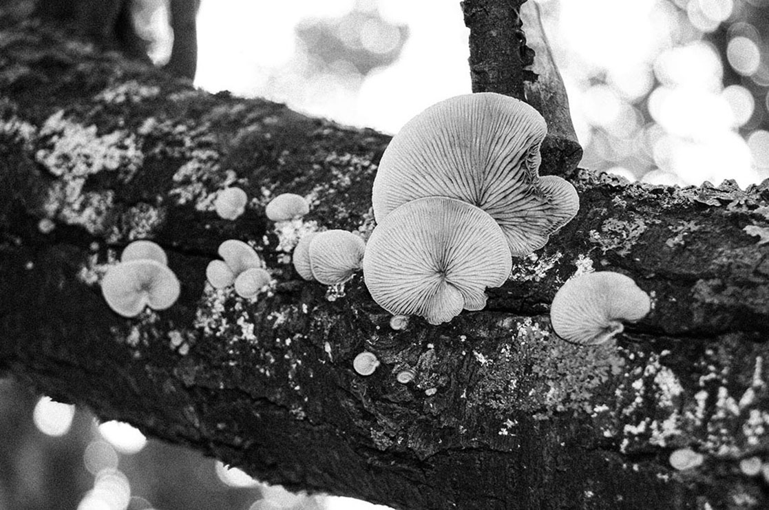 white mashroom on the tree branch