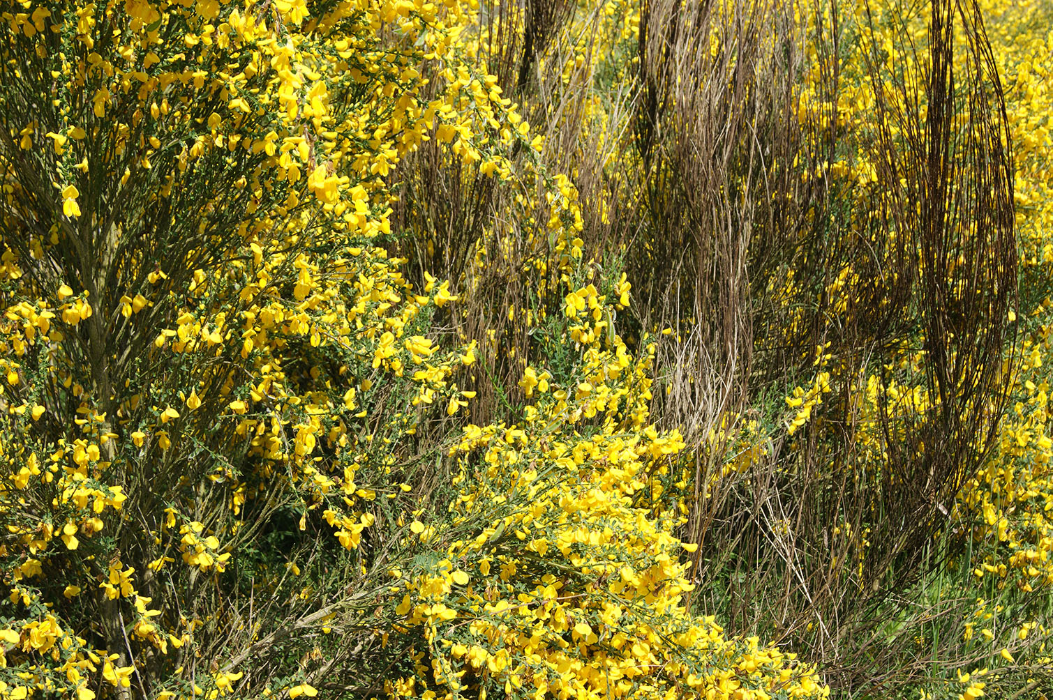 yellow flowers in a bush