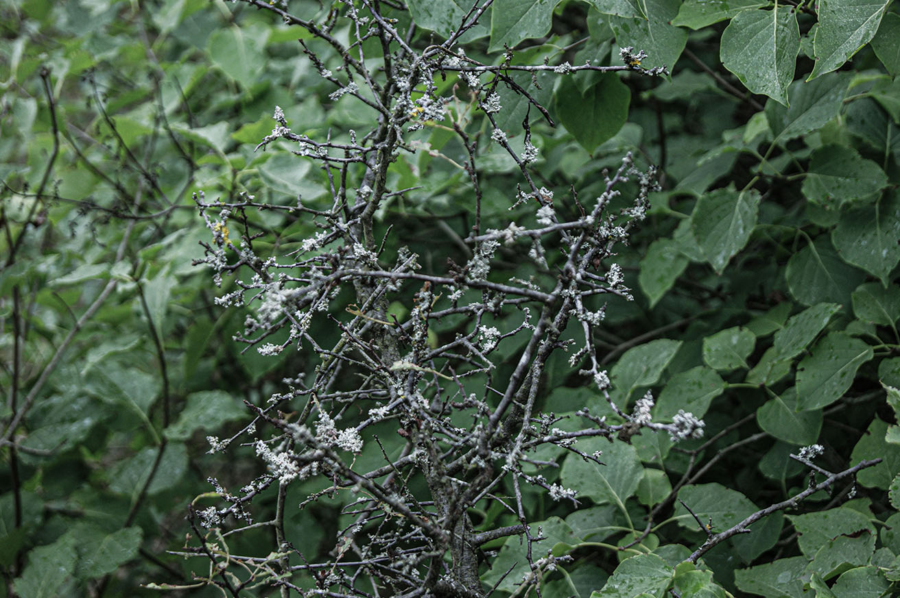 thin tree branches and leaves