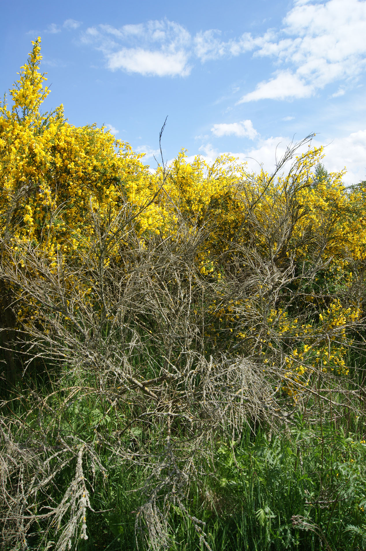 twigs and yellow flowers