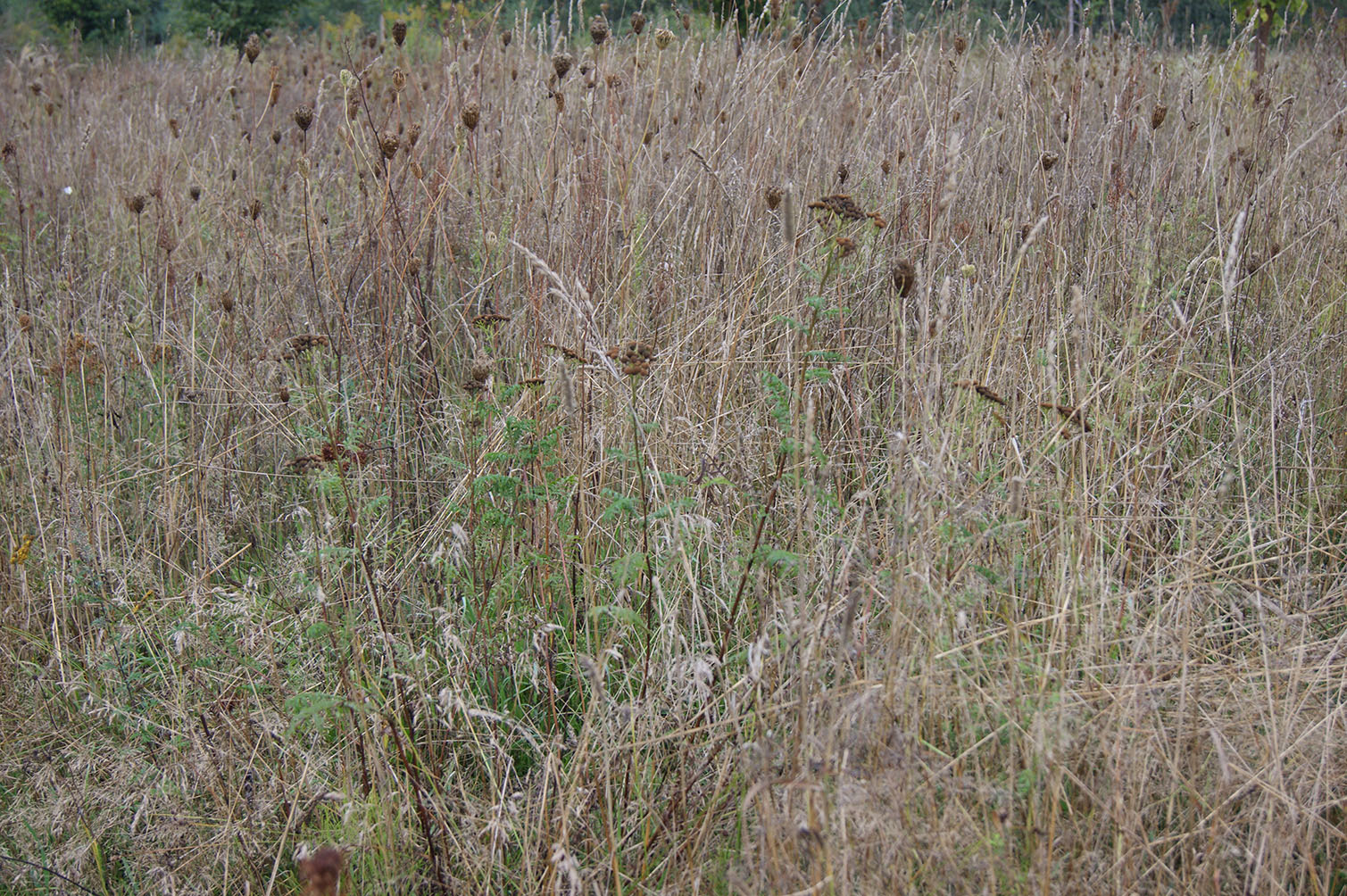 grass glade